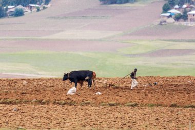OROMIA REGION, ETHIOPIA, APRIL 19.2019, Unknown Ethiopian farmer cultivates a field with a traditional primitive wooden plow pulled by cows on April 19. 2019 in Oromia Region, Ethiopia