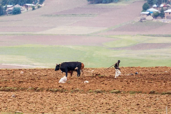 Oromia Region Ethiopia April 2019 Unknown Ethiopian Farmer Cultivates Field — Foto de Stock