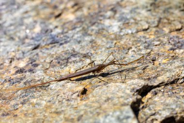 Su Çubuğu Böceği - Ranatra linearis, Nepidae familyasından bir su böceği türü. Çek Cumhuriyeti Vahşi Hayatı