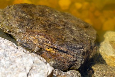 Su Çubuğu Böceği - Ranatra linearis, Nepidae familyasından bir su böceği türü. Çek Cumhuriyeti Vahşi Hayatı