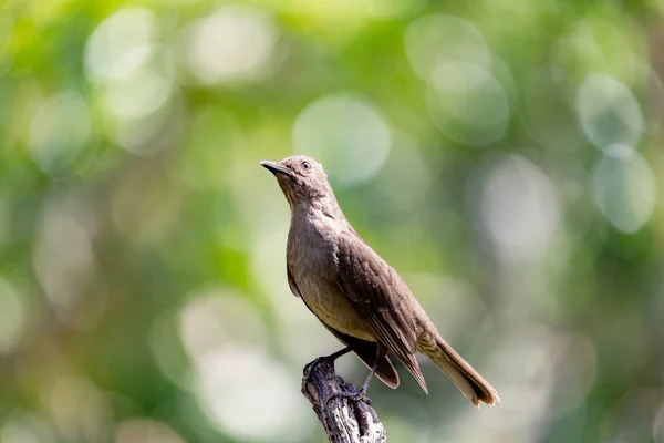 Pták Clay Barevný Drozd Turdus Grayi Hledá Jídlo Zemi Fortuna — Stock fotografie
