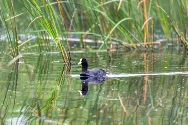 水鸟欧亚窝 富丽卡杜鹃在池塘上带春绿倒影 捷克共和国 欧洲野生动物 — 图库照片