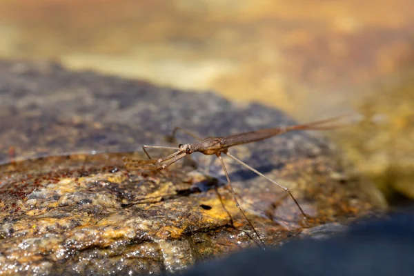 Water Stick Insect Ranatra Linearis Jest Gatunkiem Owadów Wodnych Rodziny — Zdjęcie stockowe