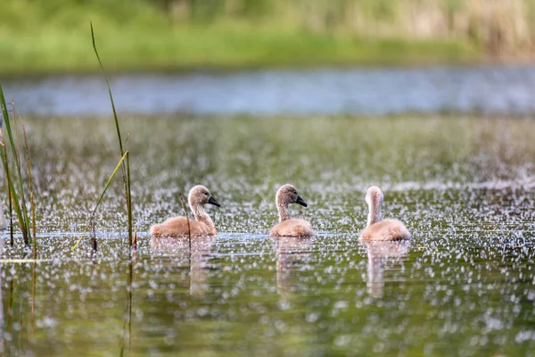 今年春天 在捷克共和国的欧洲野生动物池塘里 一只不会说话的天鹅 天鹅绒色 的小鸡在游泳 — 图库照片