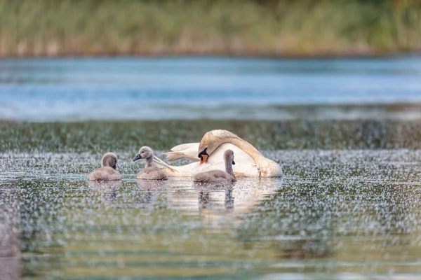 在春天 野生鸟类沉默天鹅 天鹅绒色 在池塘里游动 经过深思熟虑 捷克共和国的野生动物 — 图库照片