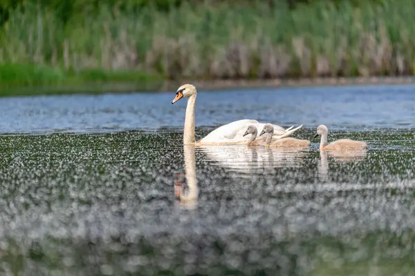 在春天 野生鸟类沉默天鹅 天鹅绒色 在池塘里游动 经过深思熟虑 捷克共和国的野生动物 — 图库照片