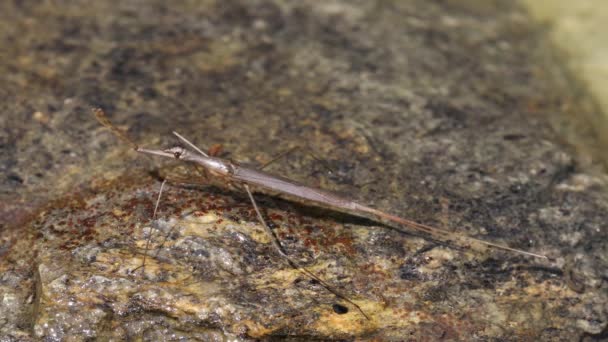 Water Stick Insect Uma Espécie Insetos Coleópteros Polífagos Pertencente Família — Vídeo de Stock