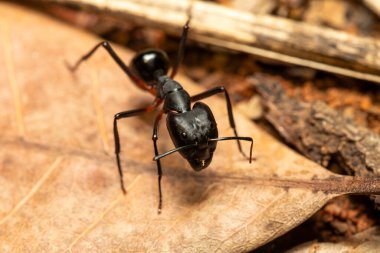 Marangoz karıncalar (Camponotus gibber) dünyanın birçok ormanlık bölgesine özgü büyük bir endemik karınca türü. Madagaskar 'a özgü türler. Ambalavao, Madagaskar vahşi yaşam hayvanı