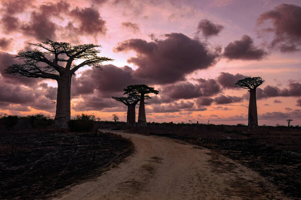 Amazing Baobab trees in sunset lining the road to Kivalo Village. Beautiful view of famous majestic endemic trees against a dramatic sunset. Pure Madagascar wilderness landscape.