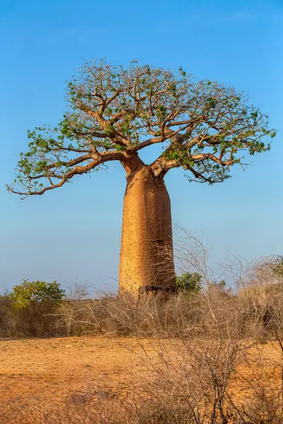 모론다바의 바오밥 하늘에 대하여 장엄한 장엄한 나무의 화려한 마다가스카르 순수한 — 스톡 사진