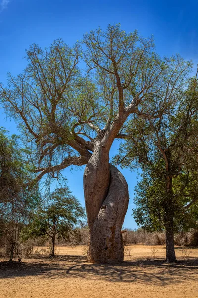 Entwined Baobab Trees Standing Tall Kivalo Morondava Spectacular View Endemic — Stock Photo, Image