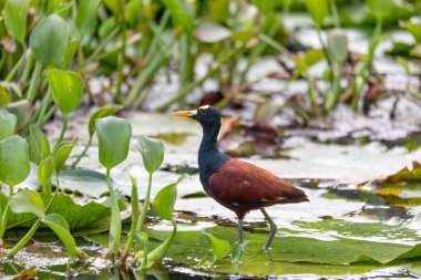 Kuzey Jacana (Jacana spinosa), Rio Curu - vahşi doğada zarif bir balıkçı kuşudur. Kosta Rika 'da vahşi yaşam ve kuş gözlemciliği.
