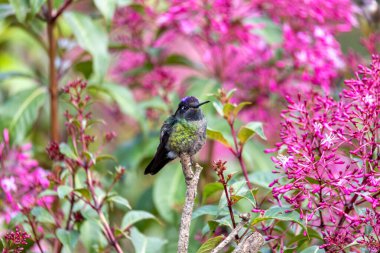 violet-headed hummingbird (Klais guimeti) Beautiful bird at San Gerardo de Dota, Wildlife and birdwatching in Costa Rica. clipart