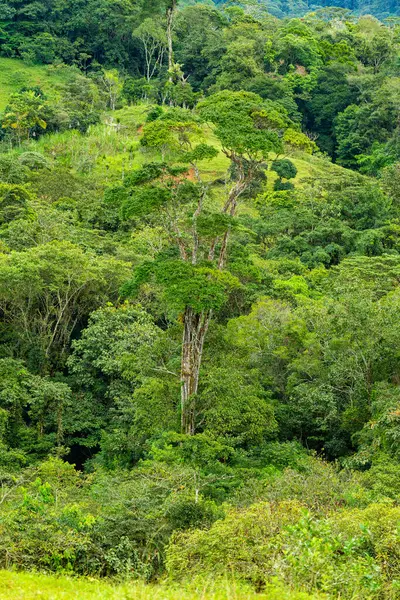 Bosque Lluvioso Tropical Denso Bosque Denso Paisaje Verde Tradicional Costa — Foto de Stock