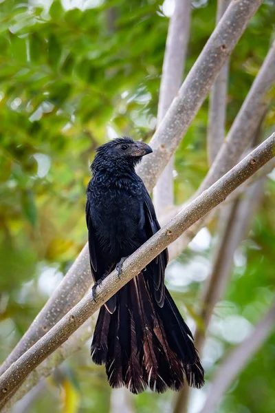 Μαύρο Πουλί Groove Billed Ani Crotophaga Sulcirostris Τροπικό Πουλί Της — Φωτογραφία Αρχείου