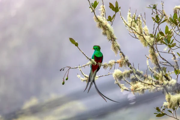 Resplendent Quetzal Pharomachrus Mocinno Guatemalan National Bird Magnificent Sacred Green — Stockfoto