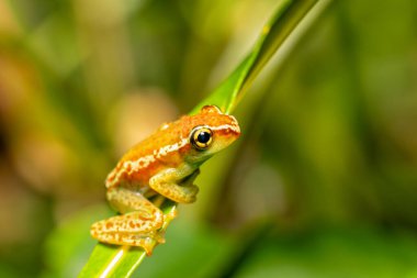 Boophis elenae, endemic species of frog in the family Mantellidae, Ranomafana National Park, Madagascar wildlife animal clipart