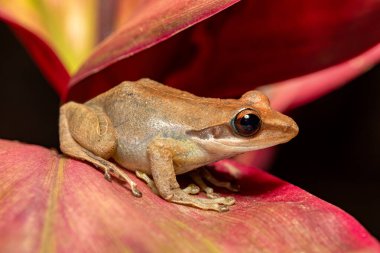 Boophis tephraeomystax, endemic species of frog in the family Mantellidae. Ranomafana National Park, Madagascar wildlife animal