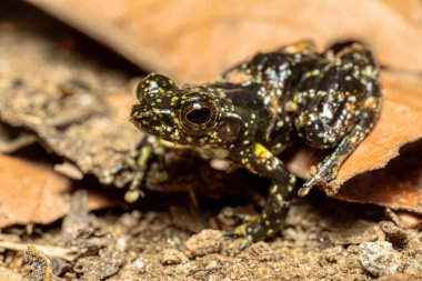 Mantidactylus lugubris, Mantellidae familyasından endemik kurbağa türü. Ranomafana Ulusal Parkı, Madagaskar Vahşi Yaşam Hayvanı