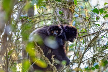 Sırtında bebek olan Lemur, Milne-Edwards 'ın sifaka' sı (Propithecus edwardsi) veya Milne-Edwards 'ın Simpona' sı. Yağmur ormanlarında nesli tükenmekte olan bir hayvan. Ranomafana Ulusal Parkı. Madagaskar vahşi yaşam hayvanı.