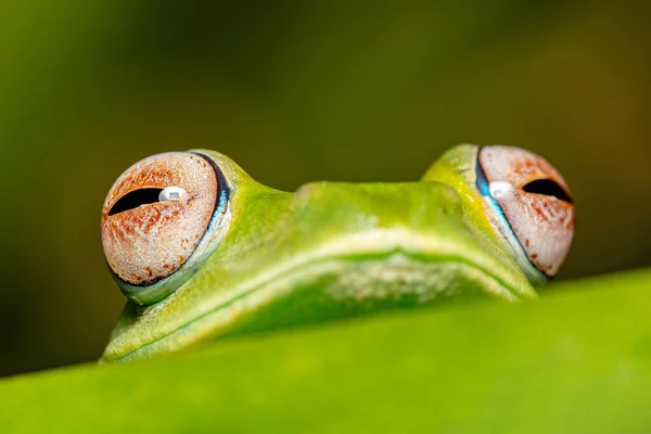 Boophis Elenae Endemic Species Frog Family Mantellidae Ranomafana National Park — Stock Photo, Image