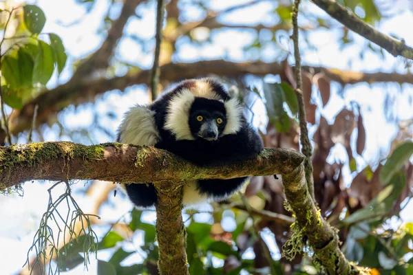 Endemic Black White Ruffed Lemur Varecia Variegata Subcincta Вымирающие Виды — стоковое фото