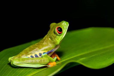 Red-eyed tree frog (Agalychnis callidryas), Beautiful iconic Green frog with red eyes sits on a red leaf in the tropics. Tortuguero National Park, Costa Rica wildlife.