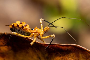 Suikastçı böcekler, The Reduviidae sp. Hemiptera (gerçek böcekler) familyasından geniş bir kozmopolit böcek familyasıdır. Analamazaotra Ulusal Parkı, Madagaskar Vahşi Yaşam Hayvanı