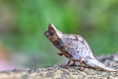 Perinet leaf chameleon (Brookesia theresieni), small lizard chameleon imitating the brown leaf in its natural habitat. Reserve Peyrieras Madagascar Exotic. Madagascar wildlife animal.