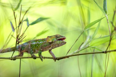 Female of Short-horned chameleon (Calumma brevicorne), Endemic animal climbing on bamboo, Andasibe-Mantadia National Park, Madagascar wildlife animal