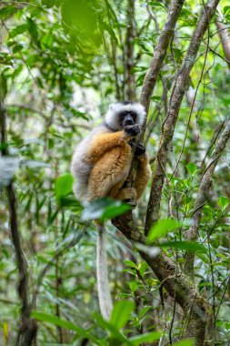 Colorful Diademed Sifaka lemur, (Propithecus diadema) Endangered endemic animal on tree in rain forest, Andasibe-Mantadia National Park- Analamazaotra, Madagascar wildlife animal.