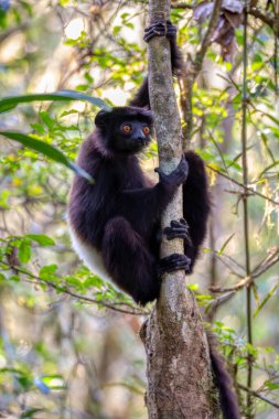 Siyah vücutlu Lemur, Milne-Edwards 'ın sifaka' sı (Propithecus edwardsi) veya Milne-Edwards 'ın Simpona' sı. Yağmur ormanlarında nesli tükenmekte olan bir hayvan. Ranomafana Ulusal Parkı. Madagaskar vahşi yaşam hayvanı.