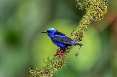 Kosta Rika 'da kırmızı bacaklı bal sürüngeni (Cyanerpes cyaneus), La Fortuna, Volcano Arenal, Vahşi Yaşam ve kuş gözlemciliği.