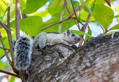 Playa Del Coco yakınlarındaki ağaçtan beslenen değişken sincap (Sciurus varegatoides). Kosta Rika vahşi yaşamı