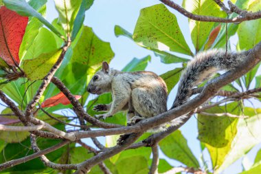 Playa Del Coco yakınlarındaki ağaçtan beslenen değişken sincap (Sciurus varegatoides). Kosta Rika vahşi yaşamı