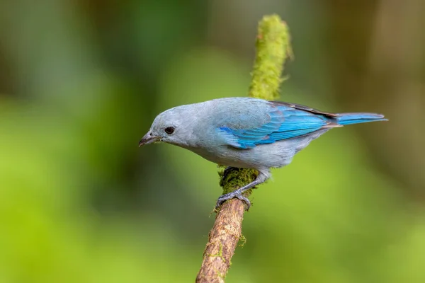 Blue Gray Tanager Thraupis Episcopus Medium Sized South American Songbird — Stock Photo, Image