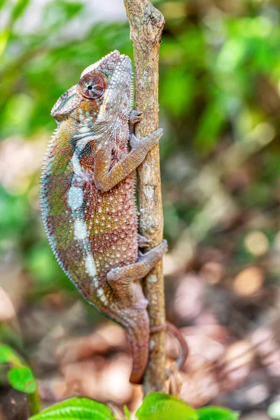 Panther Chameleon Furcifer Pardalis Endemic Species Chameleon Reserve Peyrieras Madagascar — Photo
