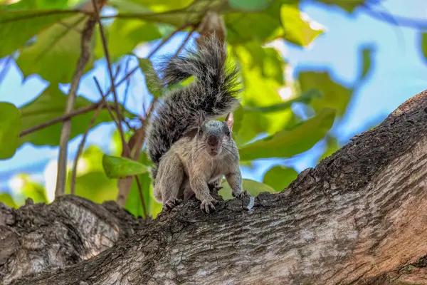 Playa Del Coco yakınlarındaki ağaçtan beslenen değişken sincap (Sciurus varegatoides). Kosta Rika vahşi yaşamı