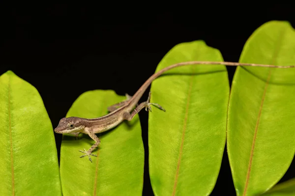 Cute Lizard Anolis Limifrons Green Leaf Refugio Vida Silvestre Cano — Stock Photo, Image