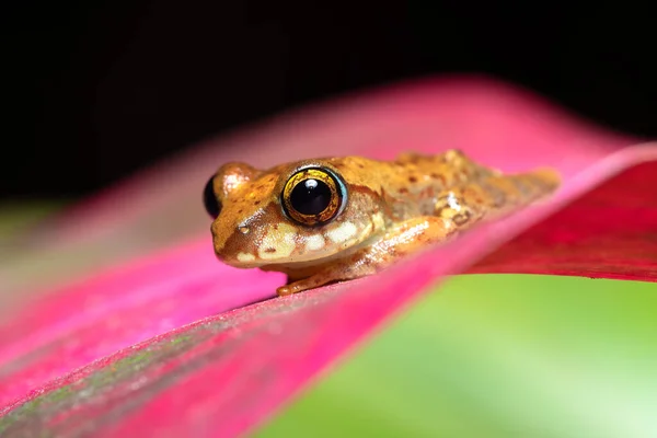 Boophis Picturatus Endemic Frog Species Family Mantellidae Ranomafana National Park — Stock Photo, Image