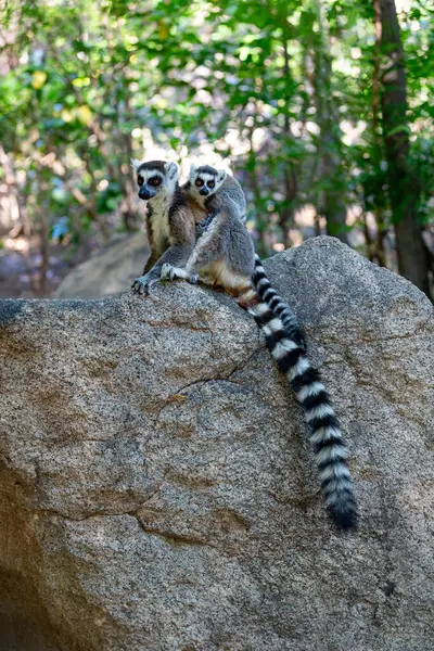 Lemur Lemur Catta Matka Dzieckiem Plecach Siedząca Kamieniu Zagrożone Endemiczne — Zdjęcie stockowe