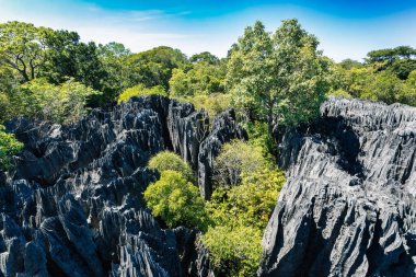 Petit Tsingy de Bemaraha, Madagaskar 'ın batı kıyısı yakınlarındaki Katı Doğa Koruma Alanı. Eşsiz coğrafya, mangrov ormanları ve hayvanlı UNESCO Dünya Mirası. Madagaskar vahşi doğası
