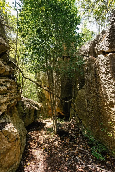 位于马达加斯加西海岸附近的严格自然保护区 小Tsingy Bemaraha的岩石之间的狭窄路径 联合国教科文组织世界遗产马达加斯加迷人的野外风景 — 图库照片
