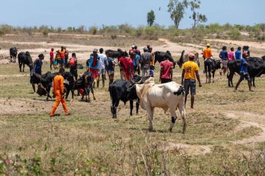 Belo Sur Tsiribihina, Madagaskar - 4 Kasım 2022: Zebu pazarı yerel halkın hayvan alıp satmak için geldiği yoğun bir yer. Zebu, Madagaskar kültürünün ve ekonomisinin önemli bir parçasıdır..