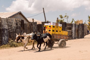 Belo Sur Tsiribihina, Madagaskar - NOVEMBER 4 2022: Sıcak bir günde tozlu bir yolda bir zebu arabası Malagasy birası taşıyor. Zebu yaygın olarak Madagaskar 'da cereyan yapan bir hayvan olarak kullanılır..