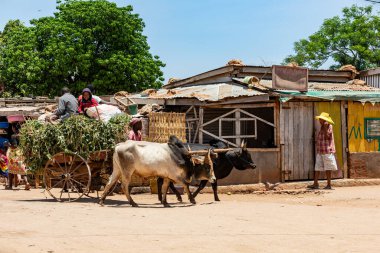 Belo Sur Tsiribihina, Madagaskar - 11 Nisan 2022: Bu uzak Malagasy kasabasının yerel cazibesini artırmak için zebu-çizilmiş bir araba sokaklarda dolaşıyor.