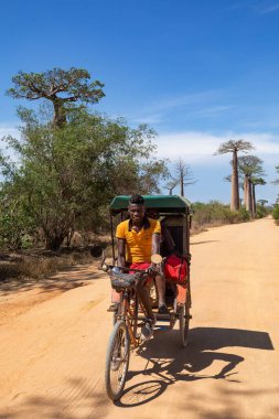 MoronDAVA, MADAGASCAR - 8 Kasım 2022: Bir adam Baobab ağaçlarıyla çevrili toprak bir yolda rikşova biniyor. Yol Baobab Bulvarı olarak bilinir ve popüler bir turistik merkezdir..