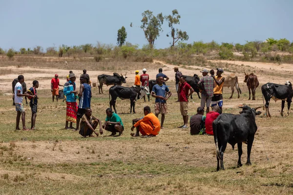 Belo Sur Tsiribihina, Madagaskar - 4 Kasım 2022: Zebu pazarı yerel halkın hayvan alıp satmak için geldiği yoğun bir yer. Zebu, Madagaskar kültürünün ve ekonomisinin önemli bir parçasıdır..