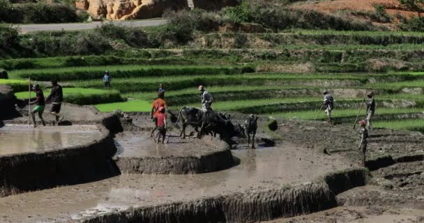 Madagascar Centrale Novembre 2022 Gli Agricoltori Coltivano Una Risaia Con — Video Stock