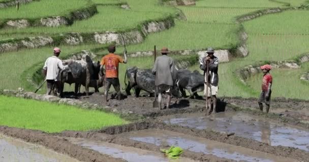 Central Madagascar November 2022 Jordbrukare Odlar Ett Risfält Med Hjälp — Stockvideo